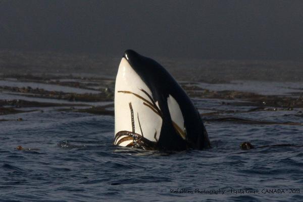 Photo of Orcinus orca by <a href="http://www.flickr.com/photos/stefolcen">Stef Olcen</a>